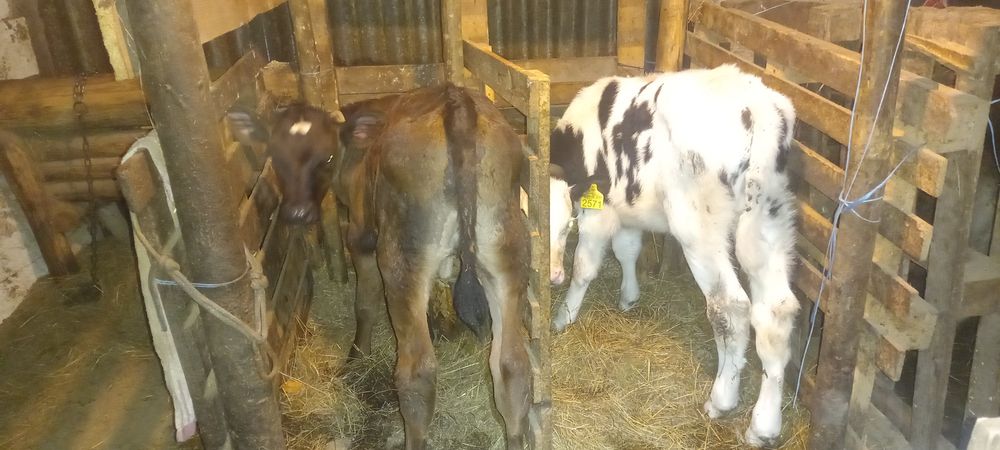 Tauras si vitea vitei