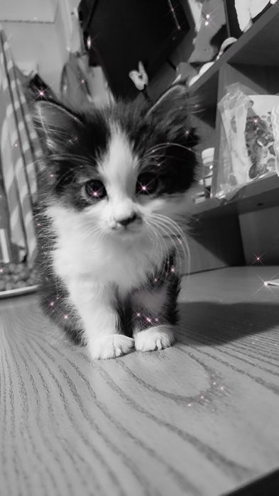 Котенок - милашка