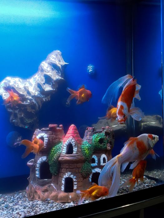 aranda baliq akvarium