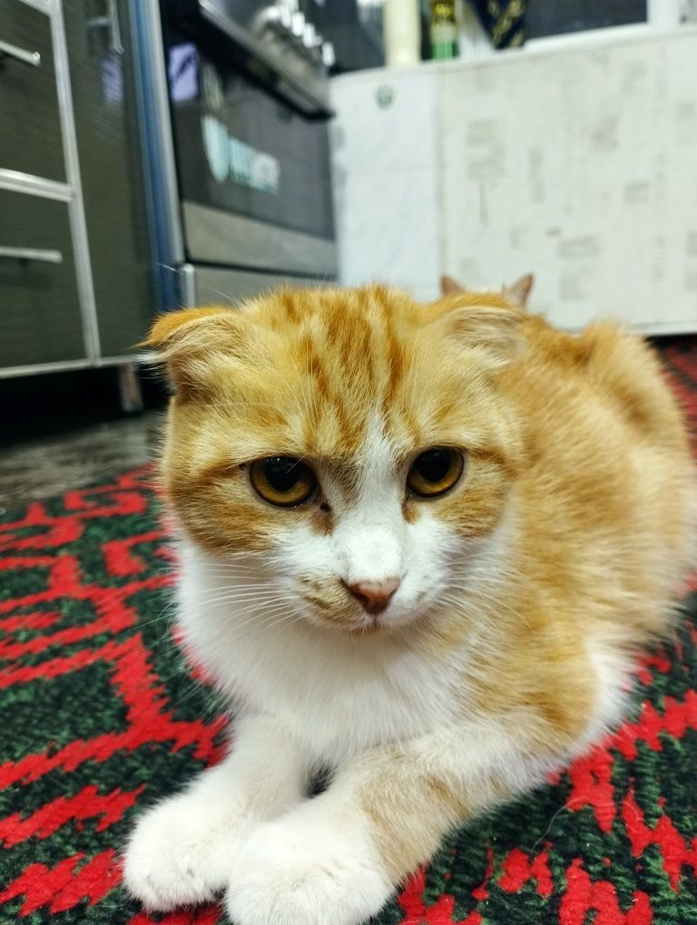 Котята породные 1,5 месяца.