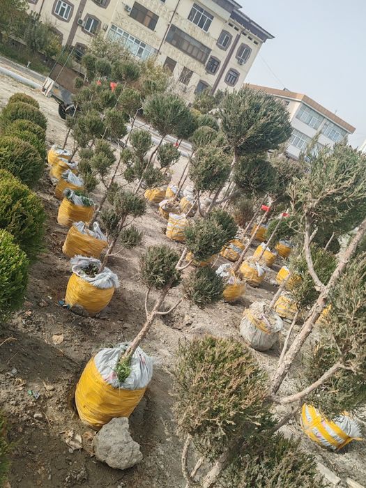 Сасна кучатлари ва турли хилдаги манзарали кучатлар сотувда.