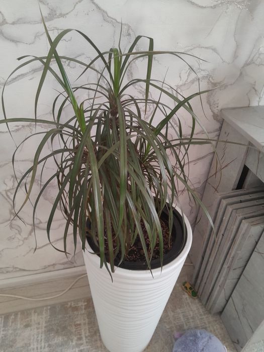 Комнатные цветы комнатные