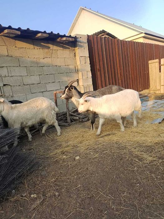 Продаются дойные козы