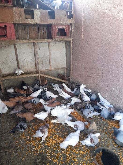 Vând porumbei voiajori