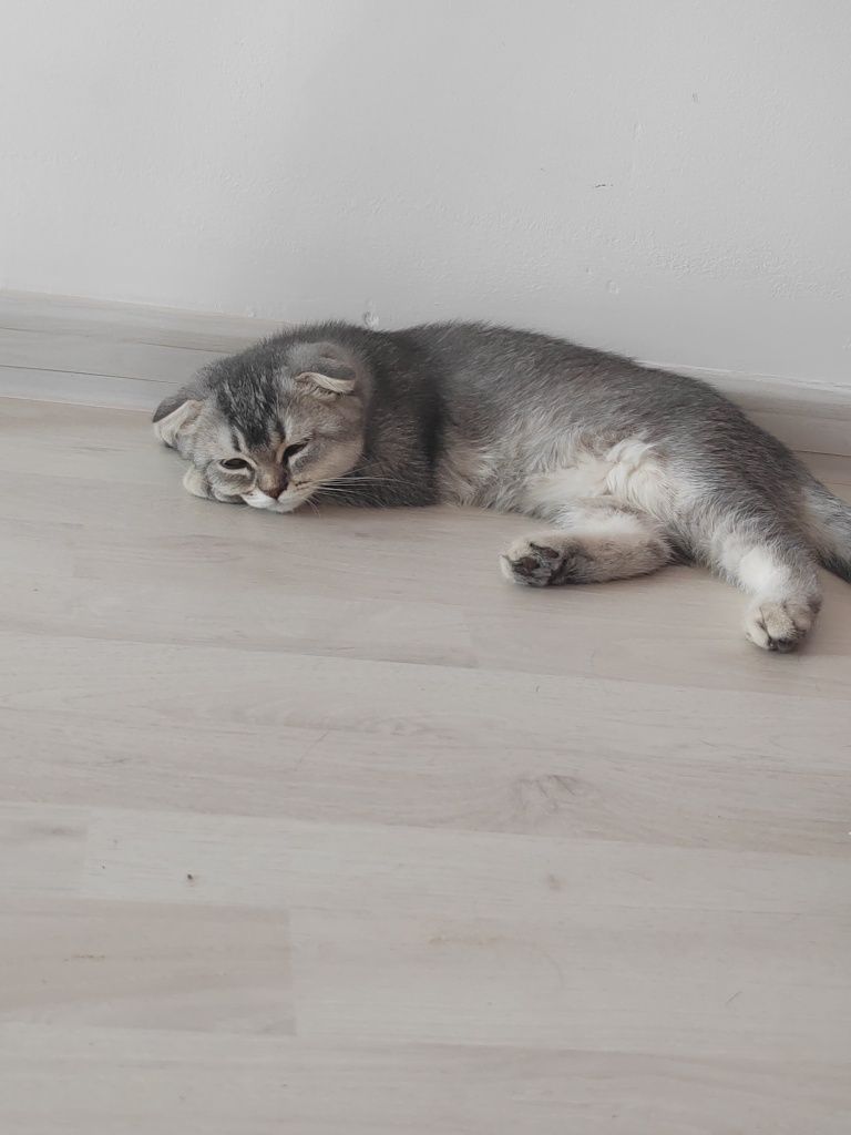 Скоттиш фолд, скоттиш страйт