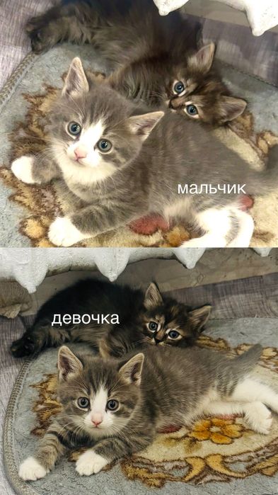 отдам котят в добрые руки