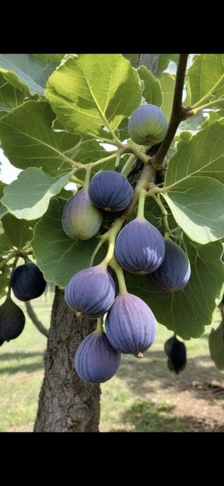 Nuci chandler Cires.Prun.Alun.Paulownia.Tei.Mesteacan.Stejar.Castan.