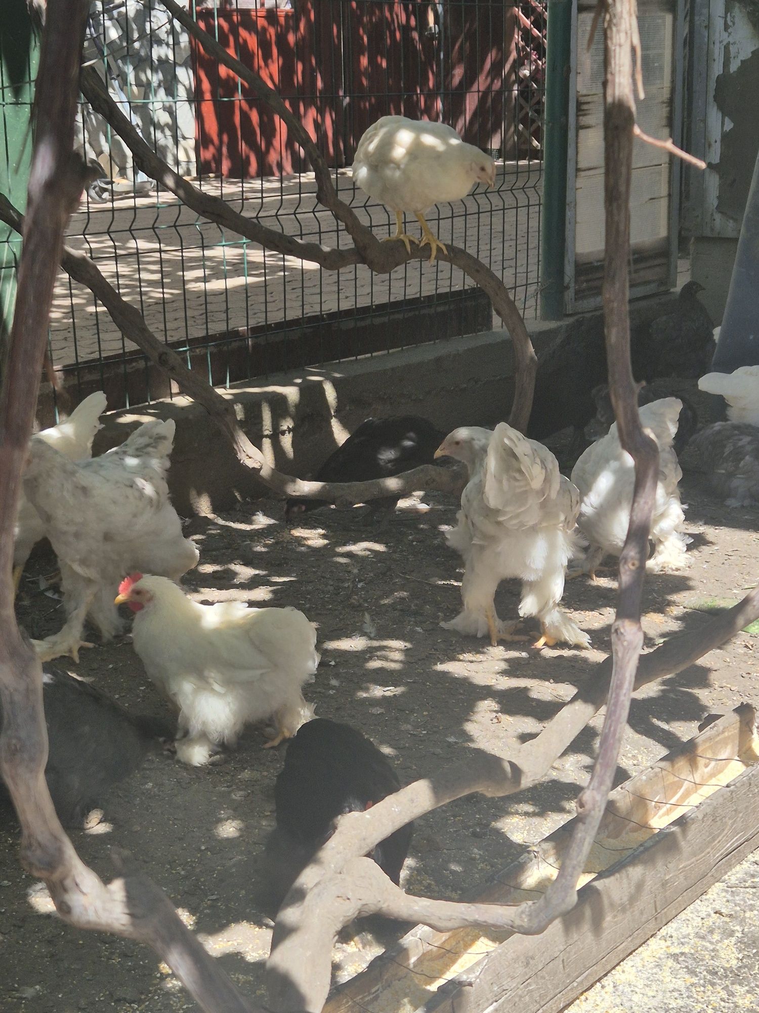 Vând pui cochinchina, brahma , ouatoare si australorp
