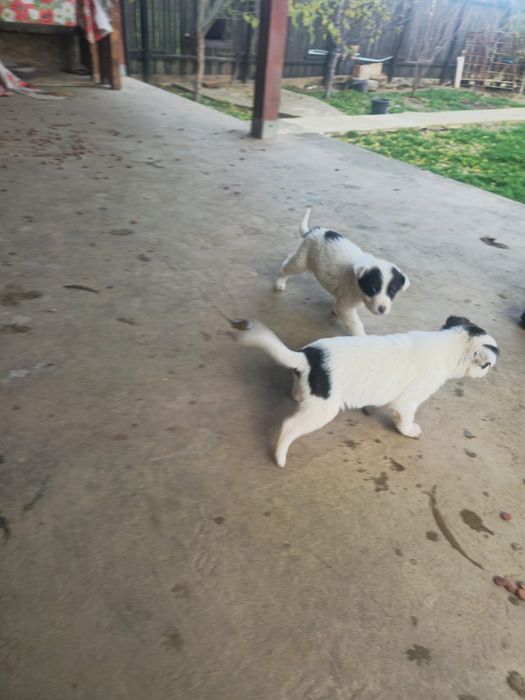 Donez catelusi 3 luni