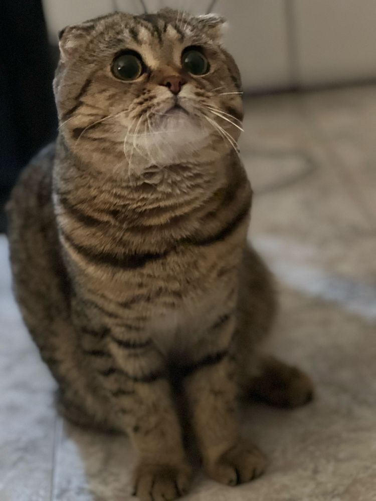 Предлагам мъжки котарак
