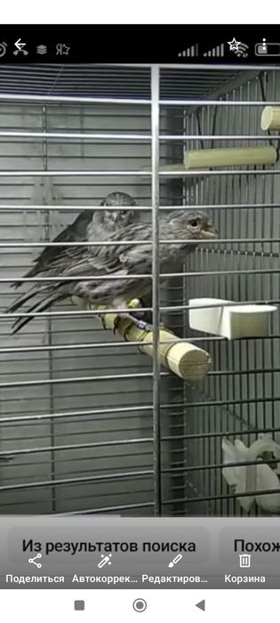 Продажа медовые ореховые конфетки