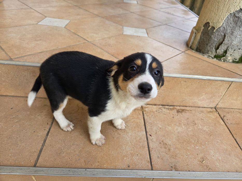 Câini în căutare de stăpân.