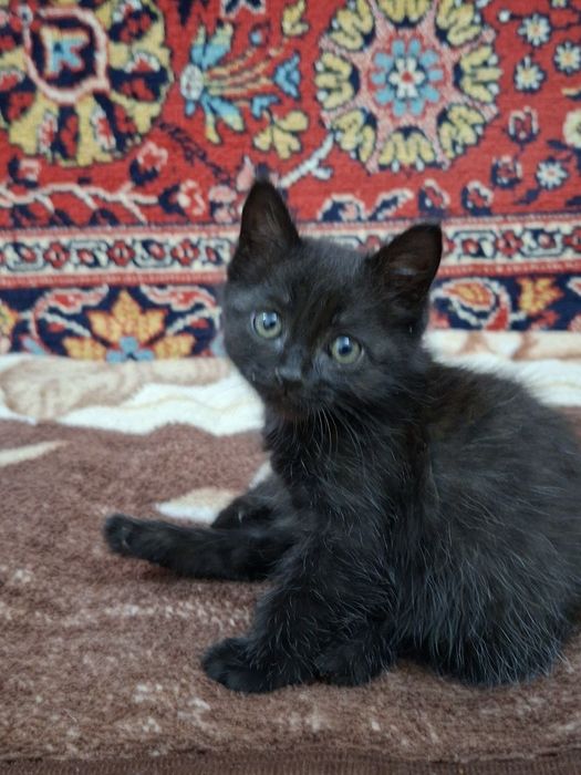 Продается котенок