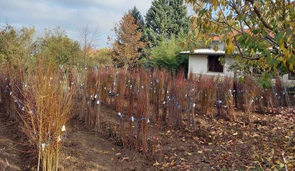 Овощни дървета, плодни храсти и лозички - Fruithome Плевен