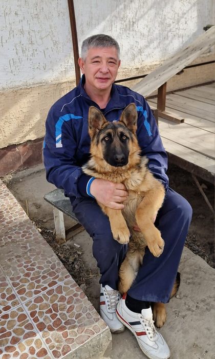 Немецкая овчарка