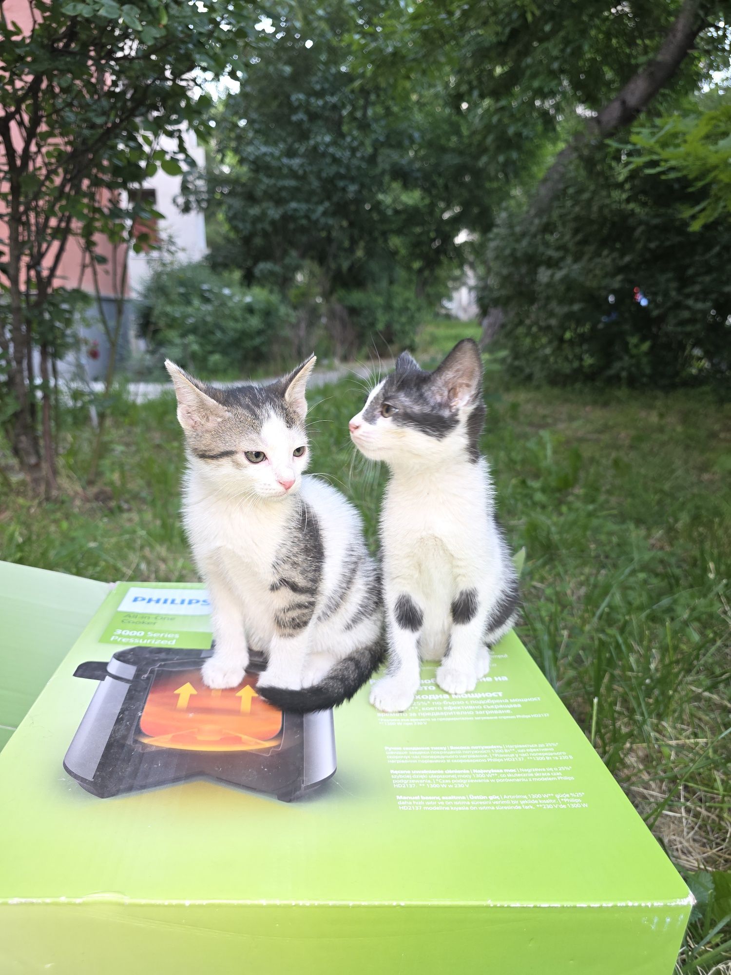 3 котенца, родени на 10.04. търсят домовете си