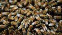 Vand 15 familii de albine
