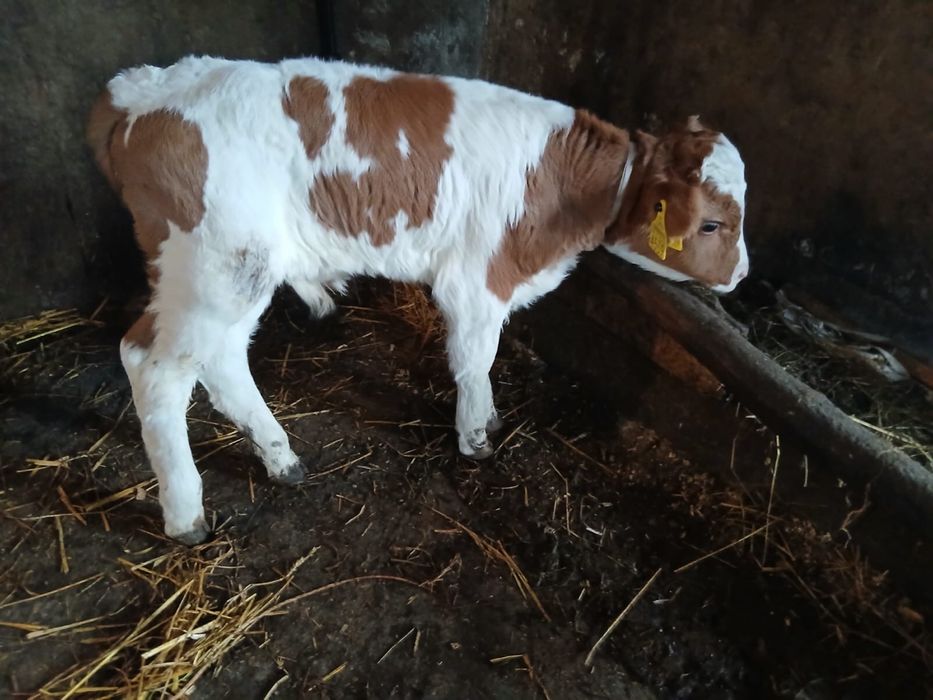 Vand vatava rosie si un tauras virta