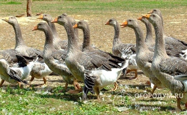 Продам гусака крупный серый