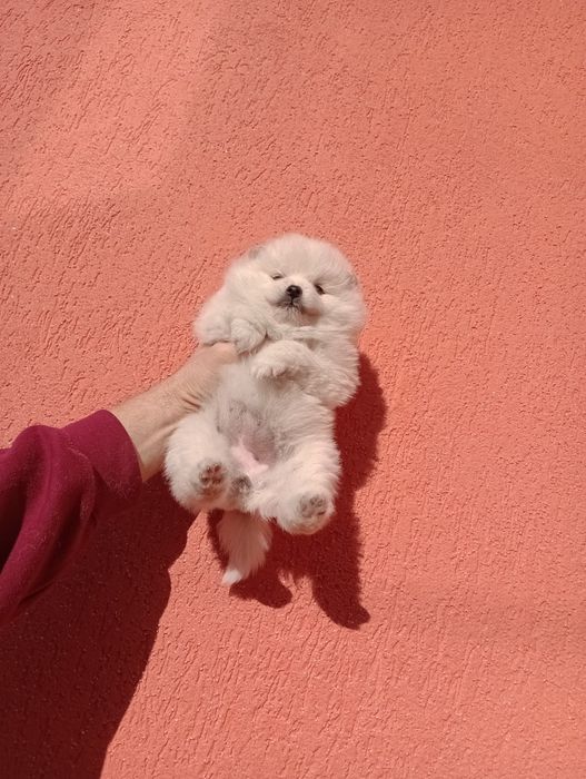 Бели Померани. Мъжки и женски.