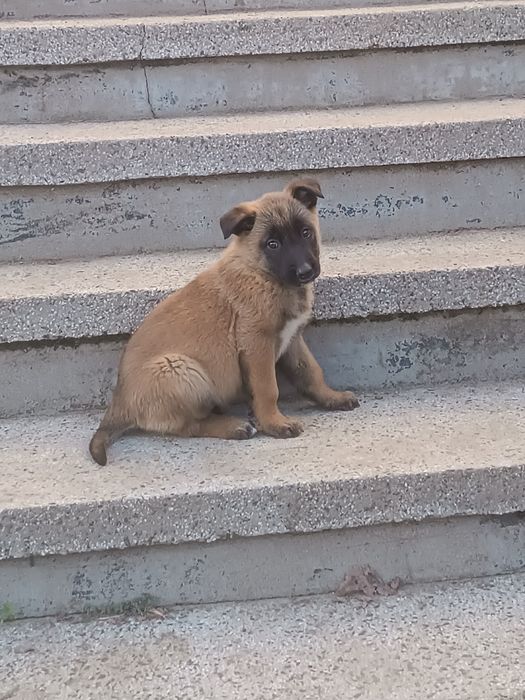 Белгийска овчарка -Малиноа.