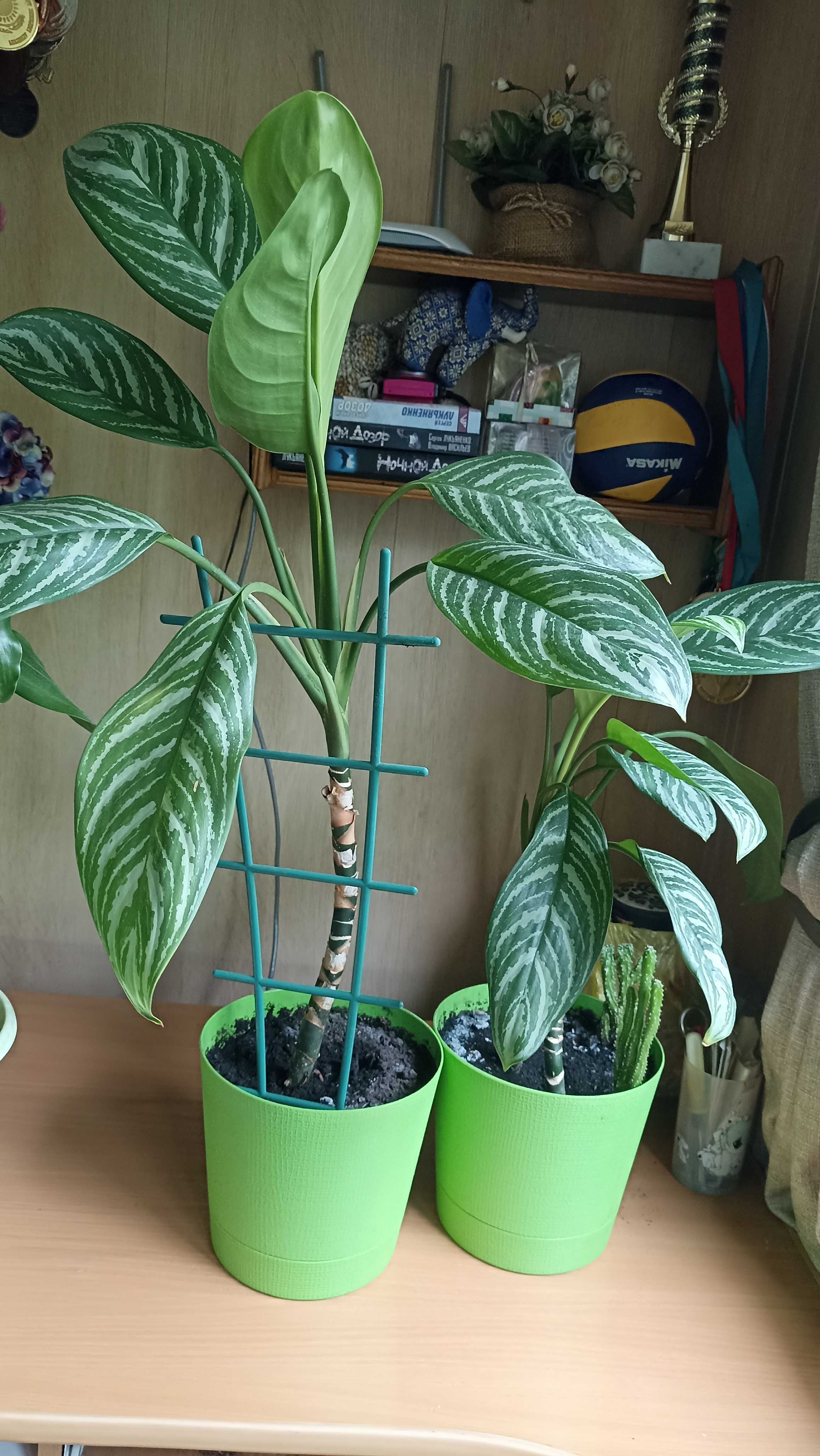 Растения аглаонема и драцена для офиса и дома в хороших горшках