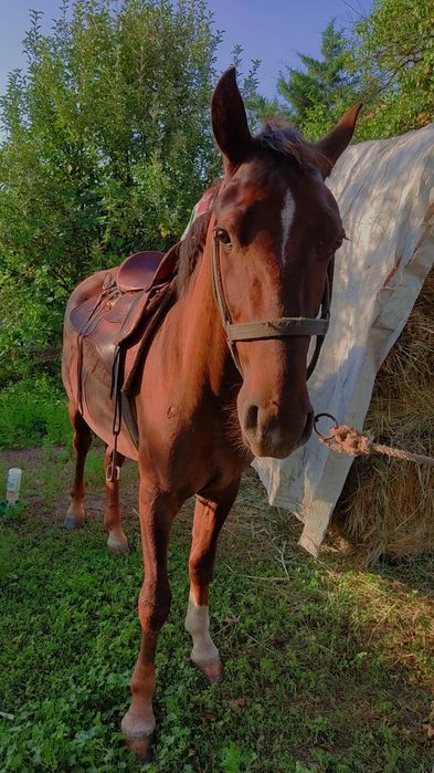 Продам Жеребец срочно