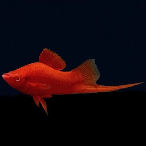 Продаётся меченосец рубин