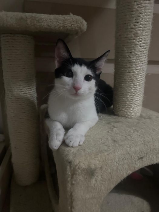 Simpaticul isi cauta o familie