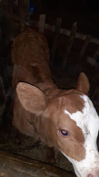 Vițel baltata germană