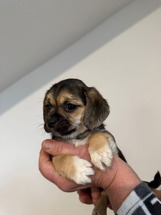 Donez 10 pui pichinezi din doua femele pichineze