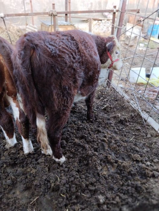 Srochna toza grefort buqalar sotiladi