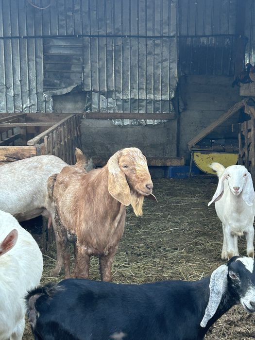 Vand Tap anglo nubian sau schimb cu oaie