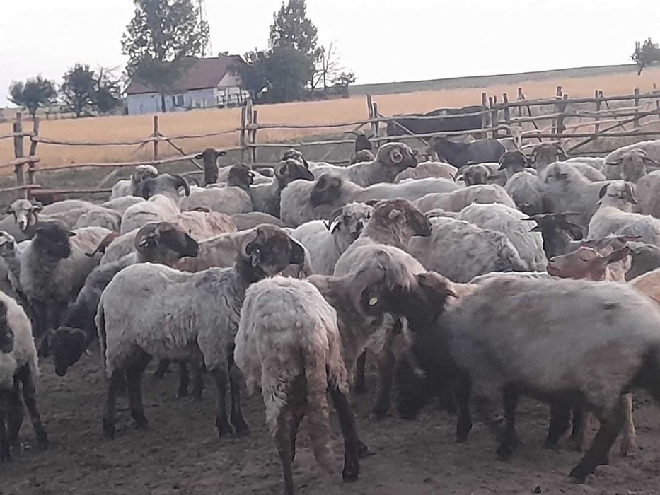 Oi de vanzare,Vînatori Mehedinți