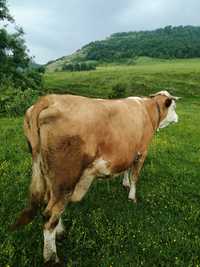 Vând vaca batată romaneasca