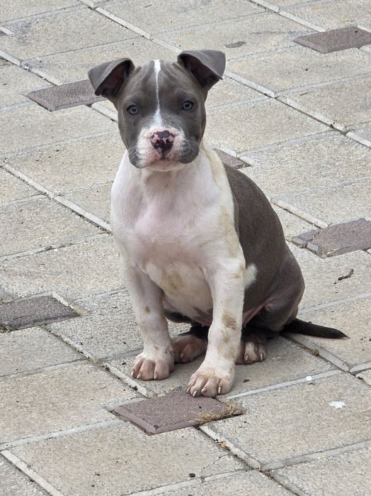 American Staffordshire Terrier