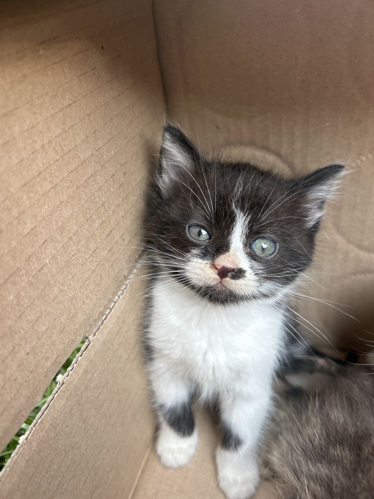 Pisici spre adoptie
