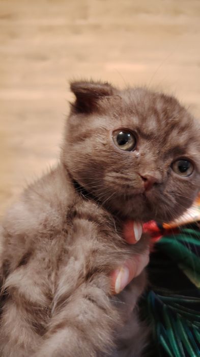 Продам котёнка  шотландская веслоухая
