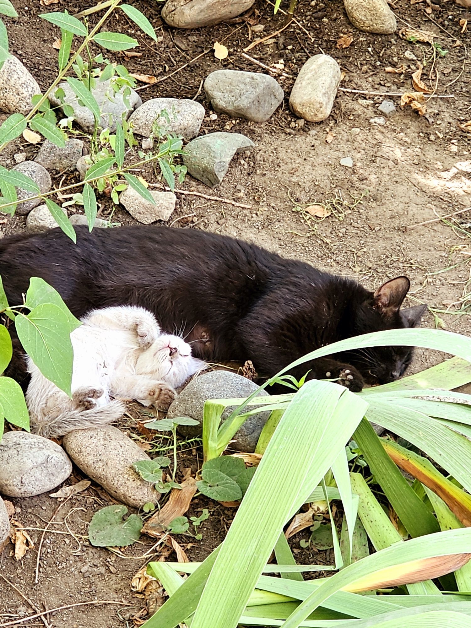 Котята супер красивые