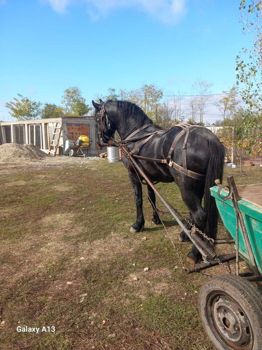 Armăsar frizian de vânzare