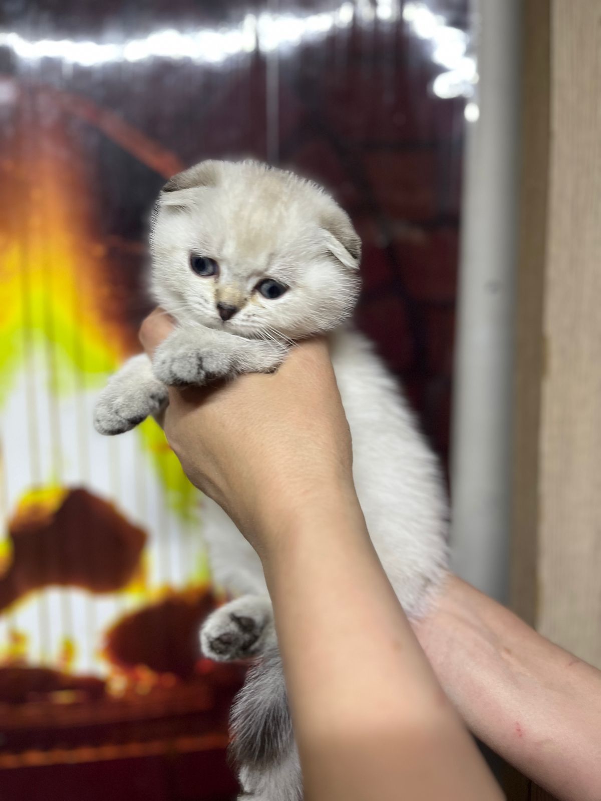 Скотиш фолд девочка