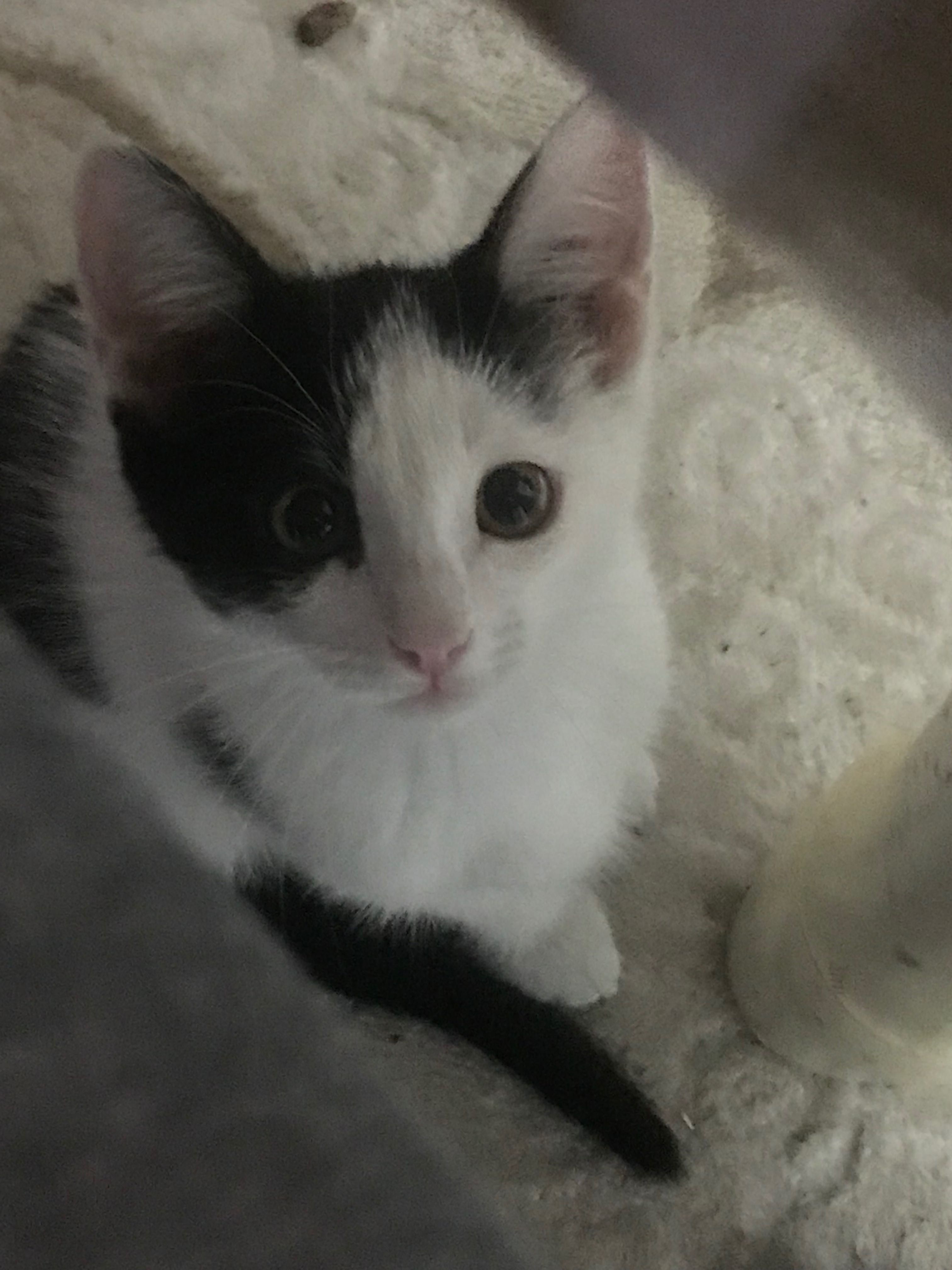Котенку нужен дом