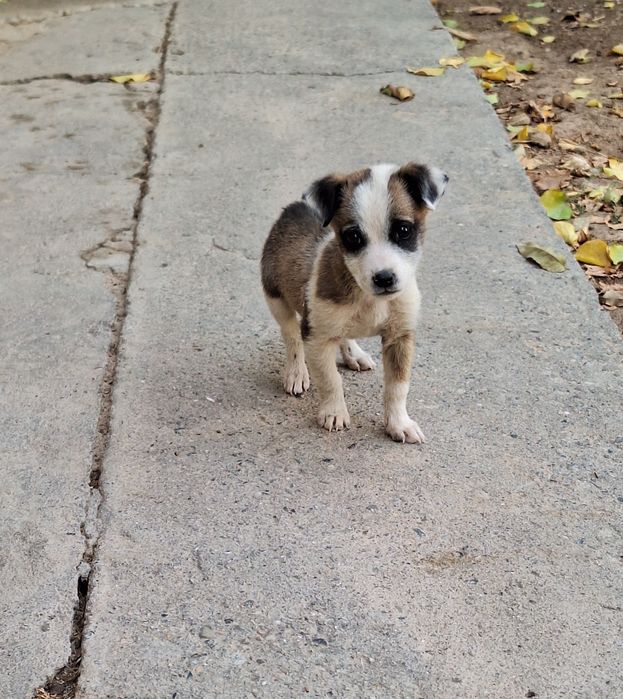 Кучукча яхши кулларга берилади