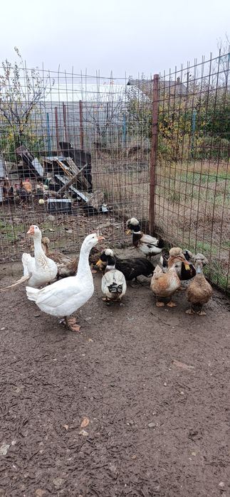 Vand/Schimb 2 gâște leșești tinere