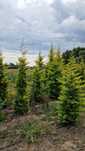 Leylandii Gold Rider de la producator