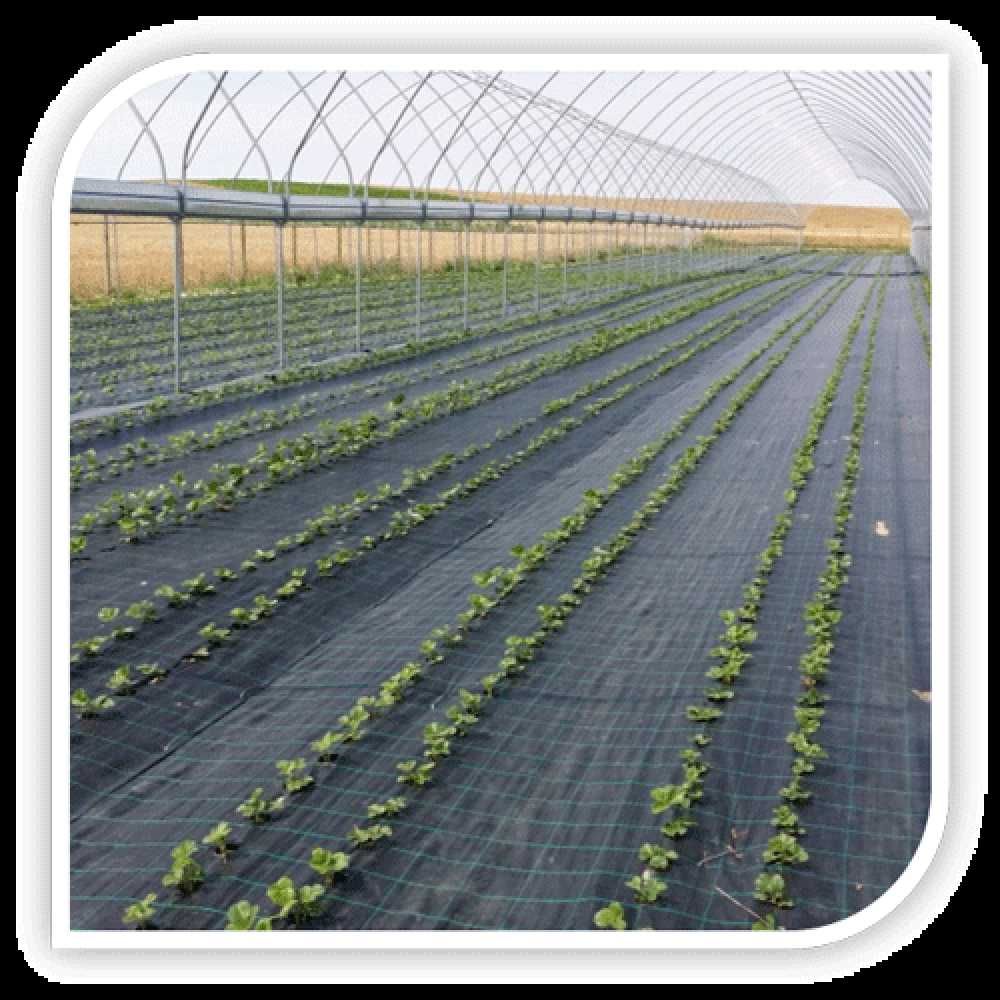 Folie Agrotextil marcaj patrat 2mx50m, plantat rasaduri agricultura.
