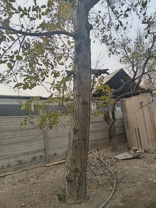 Yong'oq va qayrog'och sotiladi