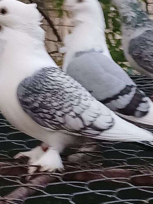 Porumbei santineți