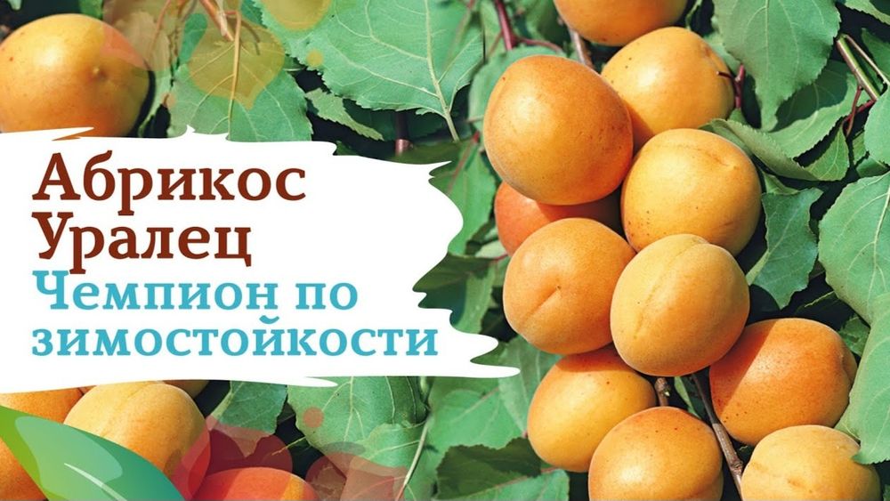Продам саженцы абрикосы, георгины,