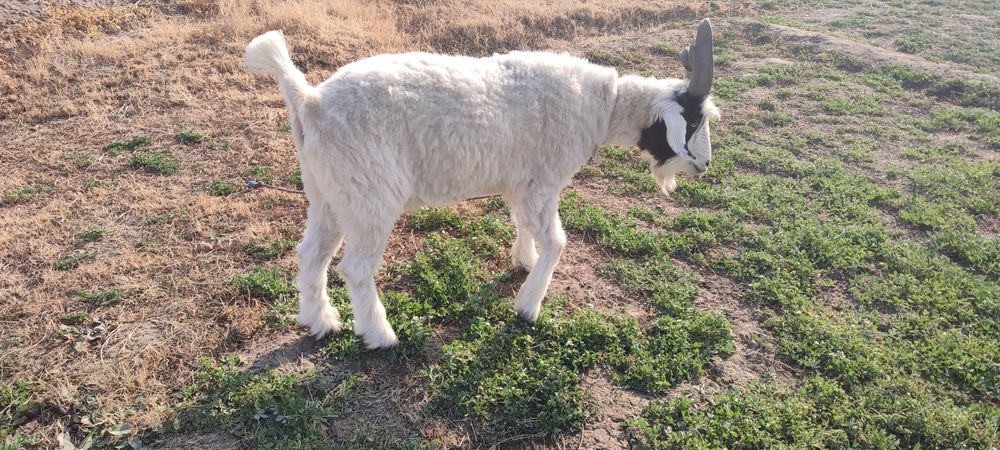 Echki 2 yoshar katta sarka